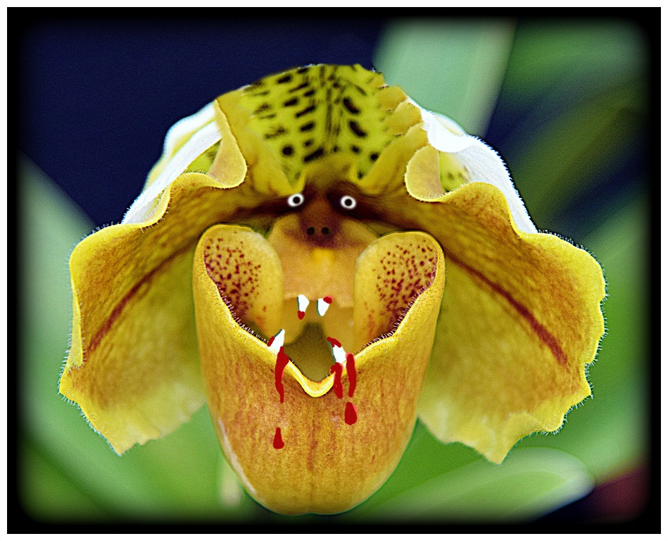 Manipulated Art In Class A By Debra Meole For FEED ME SEYMOUR MAY-2019.jpg